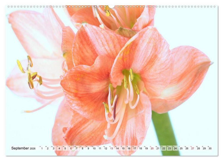 Produktbild: Amaryllis-Bl&uuml;ten (Wandkalender 2026 DIN A2 quer), CALVENDO Monatskalender