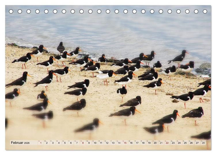 Produktbild: Typisch Amrum! (Tischkalender 2026 DIN A5 quer), CALVENDO Monatskalender