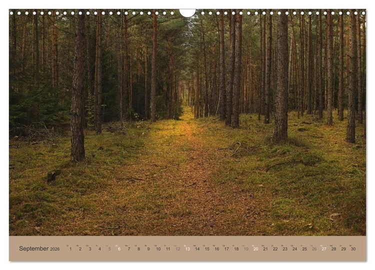 Produktbild: Unser Wald - Magische Sichten in norddeutsche W&auml;lder (Wandkalender 2026 DIN A3 quer), CALVENDO Monatskalender