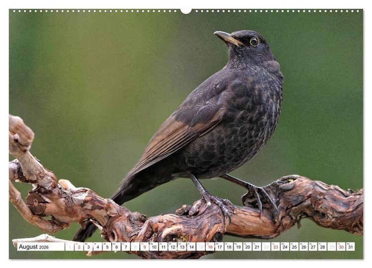 Produktbild: Heimische Gartenv&ouml;gel (hochwertiger Premium Wandkalender 2026 DIN A2 quer), Kunstdruck in Hochglanz
