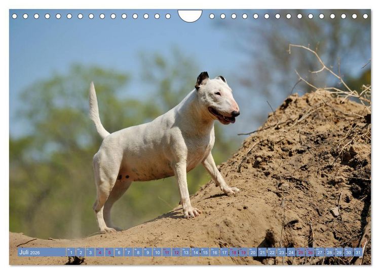 Produktbild: Bullterrier, Powerpakete auf 4 Pfoten (Wandkalender 2026 DIN A4 quer), CALVENDO Monatskalender