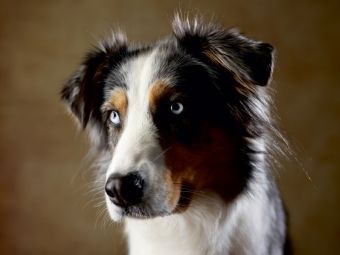 Produktbild: CALVENDO Puzzle Dakota, 9 Jahre 1000 Teile Puzzle quer | 1000 Teile Lege-Gr&ouml;&szlig;e 64 &times; 48 cm Foto-Puzzle f&uuml;r gl&uuml;ckliche Stunden