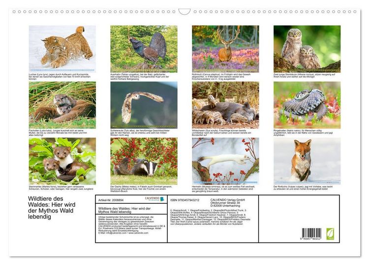 Produktbild: Wildtiere des Waldes: Hier wird der Mythos Wald lebendig (Wandkalender 2026 DIN A2 quer), CALVENDO Monatskalender