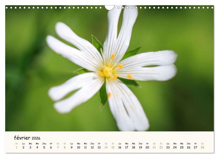 Produktbild: Au c&oelig;ur des fleurs (Calendrier mural 2026 DIN A3 vertical), CALVENDO calendrier mensuel