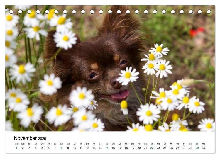 Produktbild: Chihuahuas - kleine Herzensbrecher (Tischkalender 2026 DIN A5 quer), CALVENDO Monatskalender