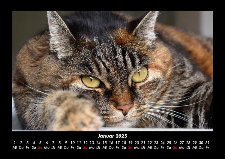 Produktbild: F&uuml;r Katzenfreunde 2025 Fotokalender DIN A3