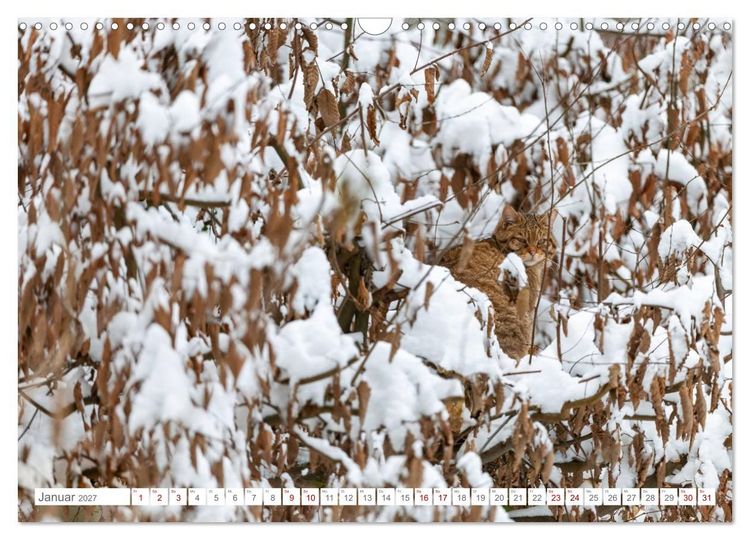 Produktbild: Wildkatzen - die anmutigsten Raubiere in Europa. (Wandkalender 2027 DIN A3 quer), CALVENDO Monatskalender