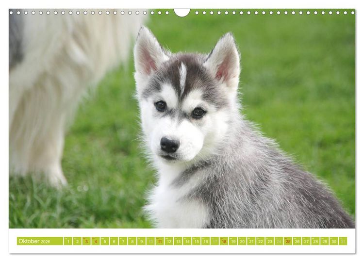 Produktbild: Siberian Husky - der Urtyp (Wandkalender 2026 DIN A3 quer), CALVENDO Monatskalender