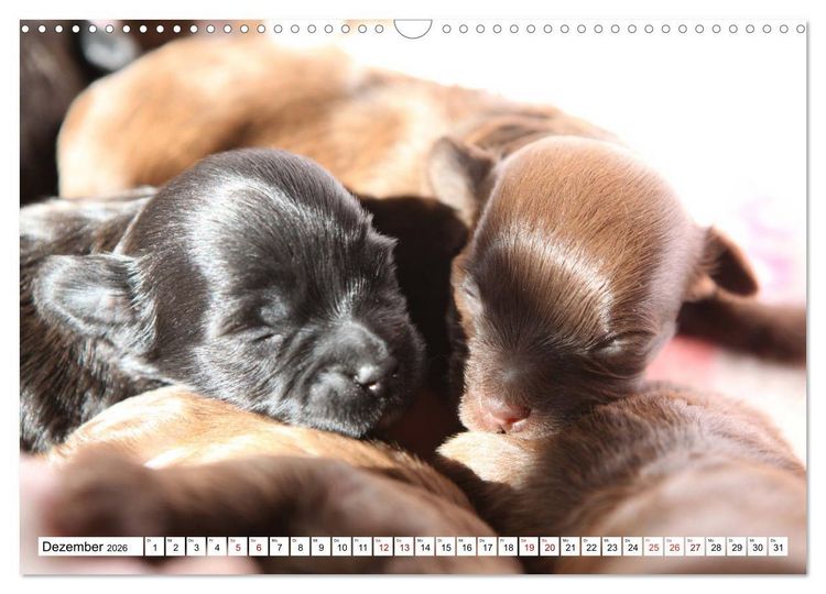 Produktbild: Bolonka Babykalender 2026 (Wandkalender 2026 DIN A3 quer), CALVENDO Monatskalender