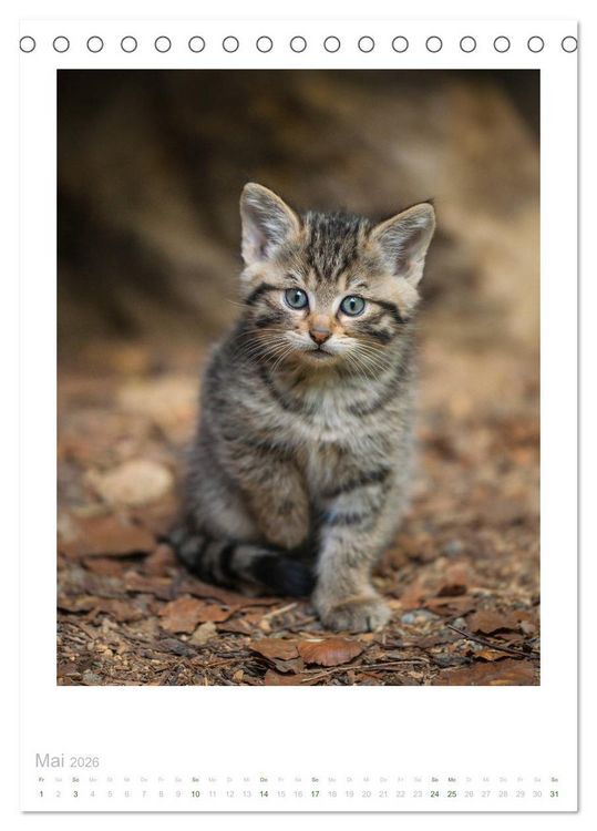 Produktbild: Wildkatzen - Kleine Samtpfoten des Waldes (Tischkalender 2026 DIN A5 hoch), CALVENDO Monatskalender