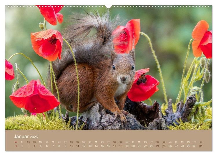 Produktbild: Jenseits der Z&auml;une (Wandkalender 2026 DIN A2 quer), CALVENDO Monatskalender