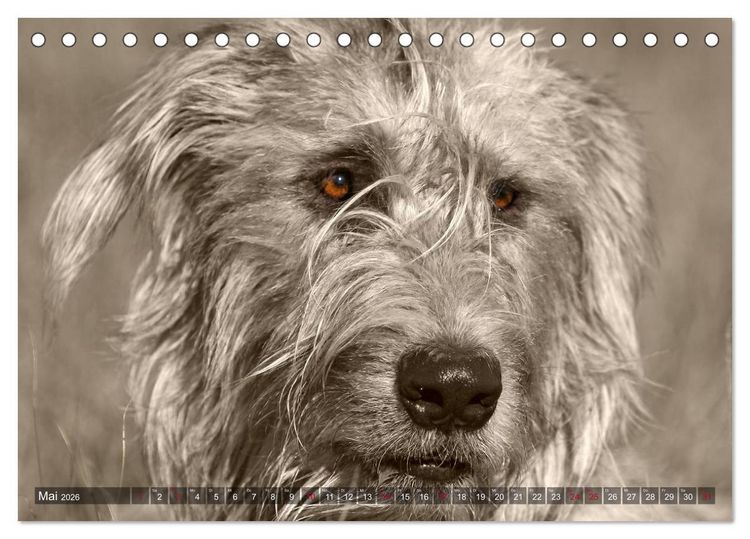 Produktbild: Windhunde eye-catcher (Tischkalender 2026 DIN A5 quer), CALVENDO Monatskalender