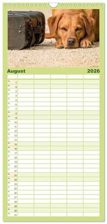 Produktbild: Familienplaner 2026 - Faszination Labrador - gelb, foxred, schwarz mit 5 Spalten (Wandkalender, 21 x 45 cm) CALVENDO