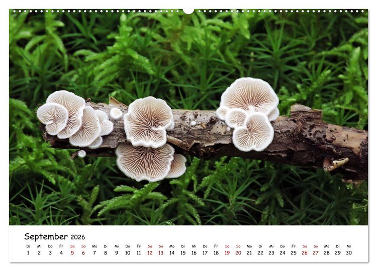 Produktbild: Pilzgalerie - Die bunte Welt der Baumpilze (Wandkalender 2026 DIN A2 quer), CALVENDO Monatskalender