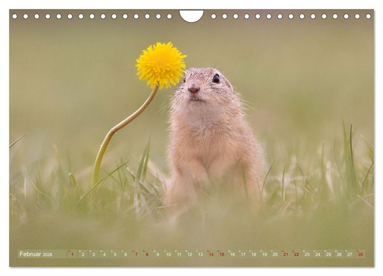 Produktbild: Zauberhafte Ziesel (Wandkalender 2026 DIN A4 quer), CALVENDO Monatskalender