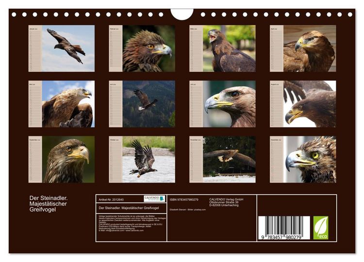 Produktbild: Der Steinadler. Majest&auml;tischer Greifvogel (Wandkalender 2026 DIN A4 quer), CALVENDO Monatskalender