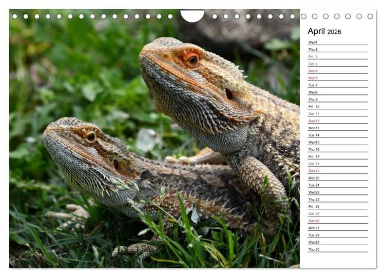 Produktbild: Close to Australian Bearded Dragons (Wall Calendar 2026 DIN A4 landscape), CALVENDO 12 Month Wall Calendar
