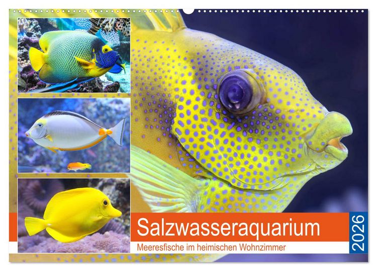 Produktbild: Salzwasseraquarium. Meeresfische im heimischen Wohnzimmer (Wandkalender 2026 DIN A2 quer), CALVENDO Monatskalender