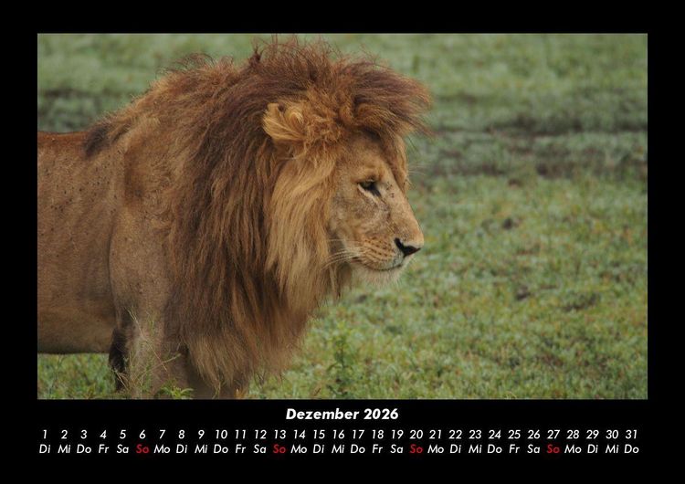 Produktbild: L&ouml;wen in der Wildnis 2026 Fotokalender DIN A3