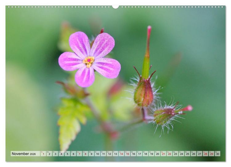 Produktbild: Wenn Bl&uuml;ten tr&auml;umen tanzt das Licht (Wandkalender 2026 DIN A2 quer), CALVENDO Monatskalender