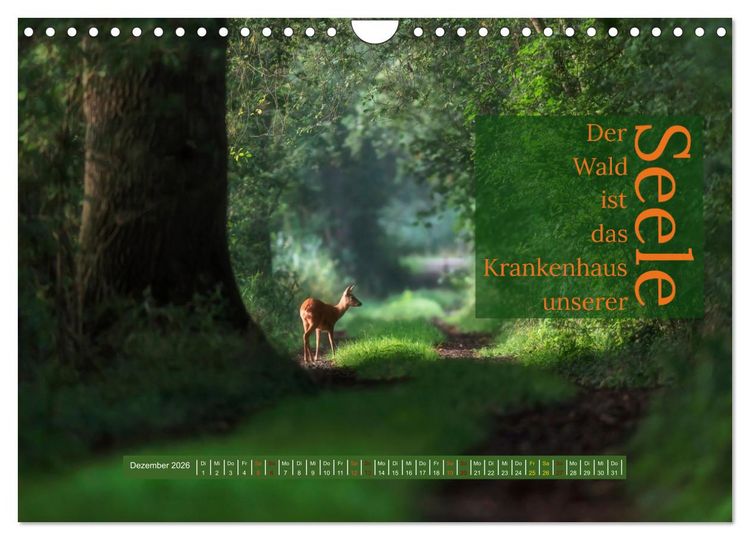 Produktbild: WALD Erholung pur (Wandkalender 2026 DIN A4 quer), CALVENDO Monatskalender