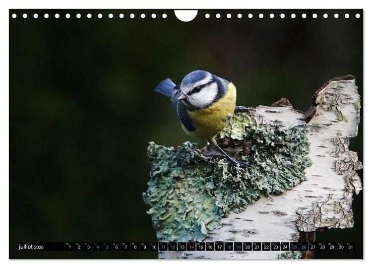 Produktbild: Mes anges bleus en &Icirc;le-de-France (Calendrier mural 2026 DIN A4 vertical), CALVENDO calendrier mensuel