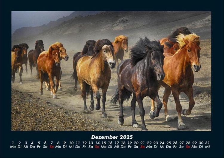 Produktbild: Pferde Kalender 2025 Fotokalender DIN A4