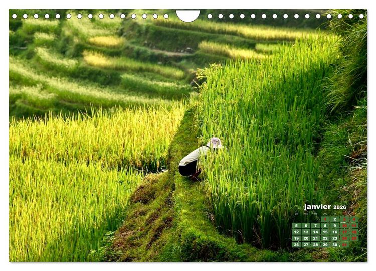Produktbild: Riz de Chine (Calendrier mural 2026 DIN A4 vertical), CALVENDO calendrier mensuel