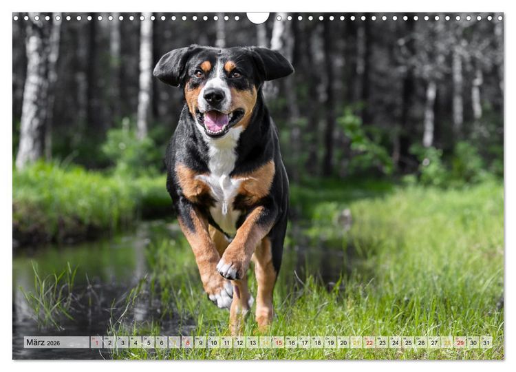 Produktbild: Entlebucher - Temperamentvolle Schweizer Sennenhunde (Wandkalender 2026 DIN A3 quer), CALVENDO Monatskalender