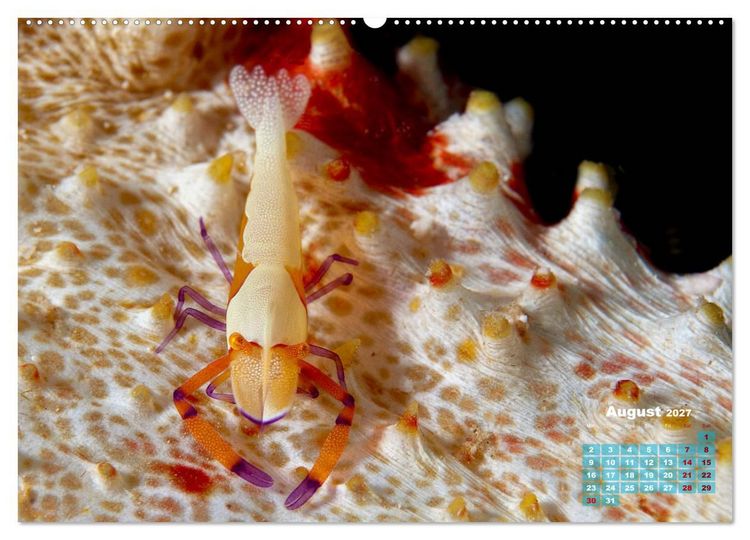 Produktbild: Oceans Alive - A World of Color and Diversity (High Quality Premium Wall Calendar 2027 DIN A2 landscape),CALVENDO 12 Month Wall Calendar