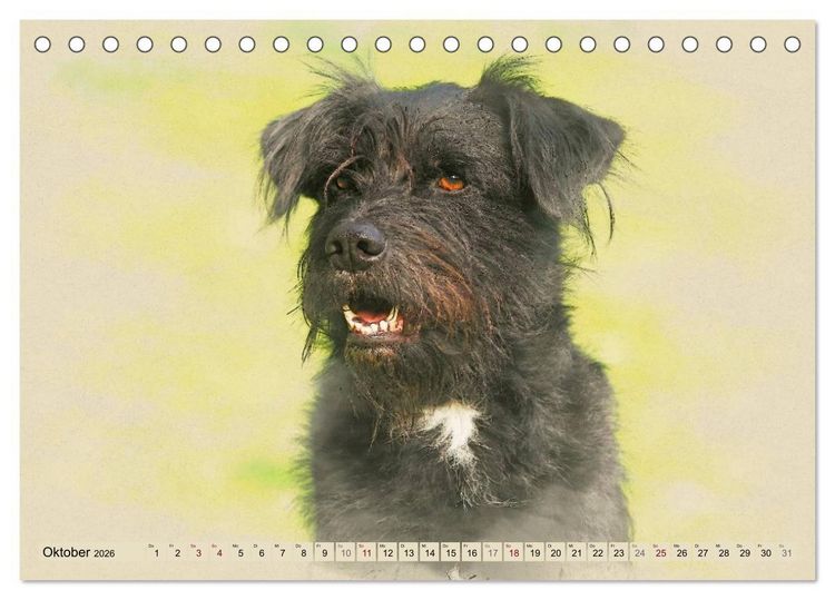 Produktbild: Altdeutsche H&uuml;tehunde 2026 (Tischkalender 2026 DIN A5 quer), CALVENDO Monatskalender
