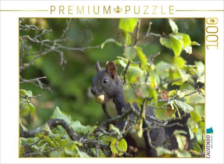 Produktbild: CALVENDO Puzzle Eichh&ouml;rnchen | 1000 Teile Lege-Gr&ouml;&szlig;e 64x48cm Foto-Puzzle f&uuml;r gl&uuml;ckliche Stunden