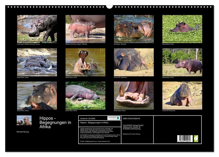 Produktbild: Hippos - Begegnungen in Afrika (Wandkalender 2026 DIN A2 quer), CALVENDO Monatskalender