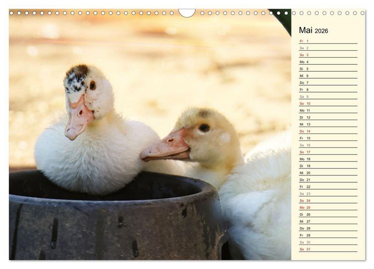 Produktbild: Entz&uuml;ckende Entenk&uuml;ken (Wandkalender 2026 DIN A3 quer), CALVENDO Monatskalender
