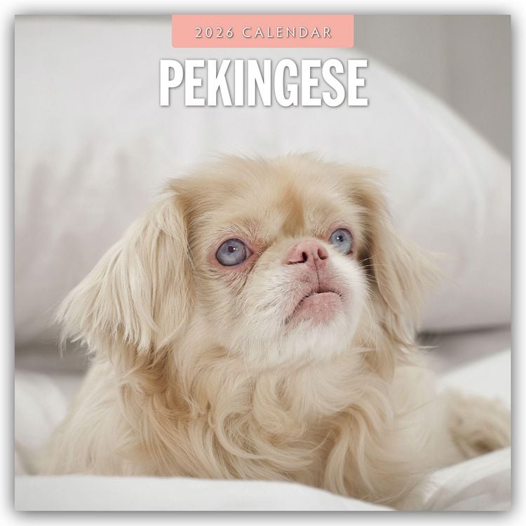 Produktbild: Pekingese – Pekinese – Peking Palasthund 2026 – 16-Monatskalender