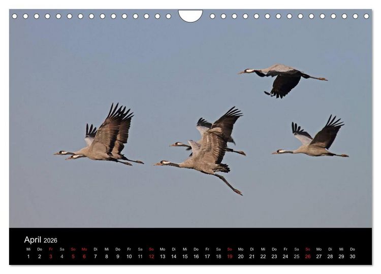 Produktbild: Kranich-Land Brandenburg (Wandkalender 2026 DIN A4 quer), CALVENDO Monatskalender