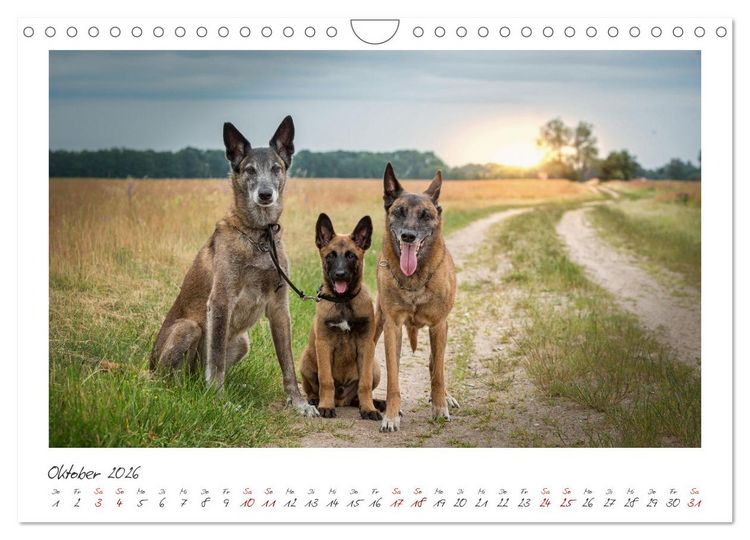 Produktbild: Traumhund Malinois (Wandkalender 2026 DIN A4 quer), CALVENDO Monatskalender