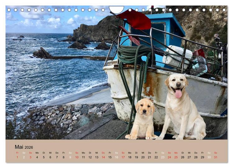 Produktbild: Labrador Retriever unsere Freunde (Wandkalender 2026 DIN A4 quer), CALVENDO Monatskalender