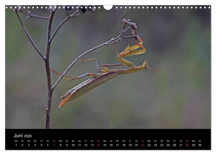 Produktbild: Faszination Gottesanbeterin - Die Welt der Mantis (Wandkalender 2026 DIN A3 quer), CALVENDO Monatskalender