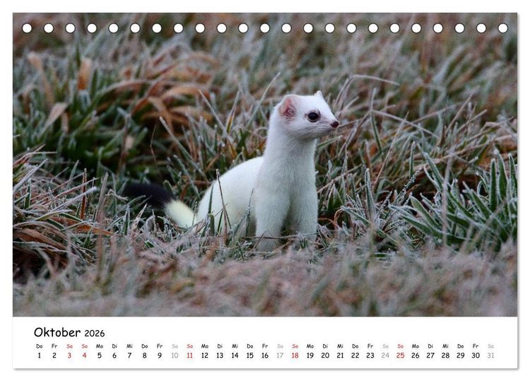Produktbild: Hermelin - das wieselflinke Raubtier (Tischkalender 2026 DIN A5 quer), CALVENDO Monatskalender