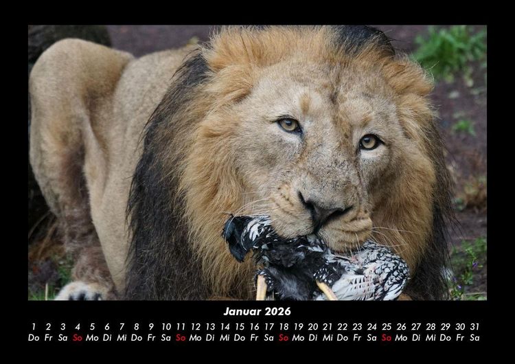 Produktbild: L&ouml;wen in der Wildnis 2026 Fotokalender DIN A3