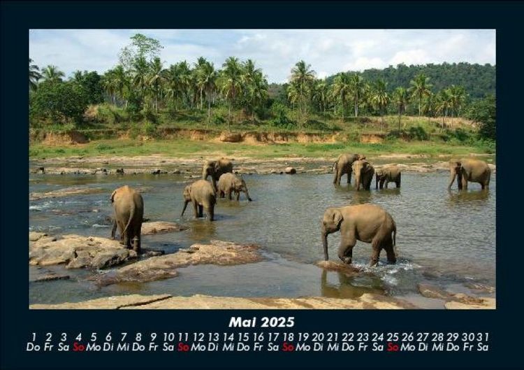 Produktbild: Tierkalender 2025 Fotokalender DIN A5