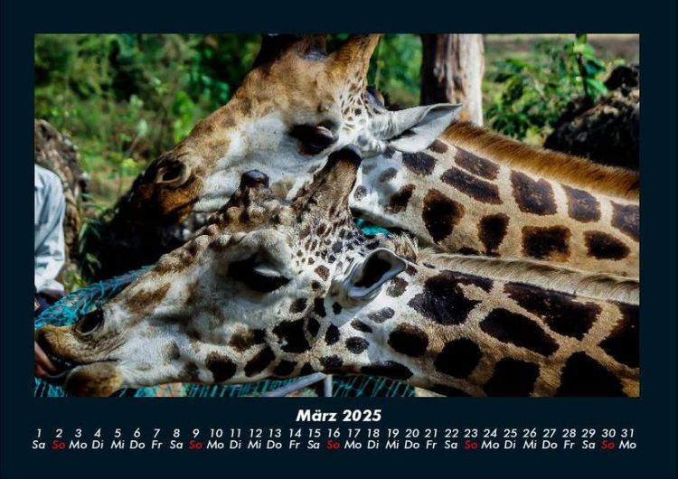 Produktbild: Giraffen 2025 Fotokalender DIN A4