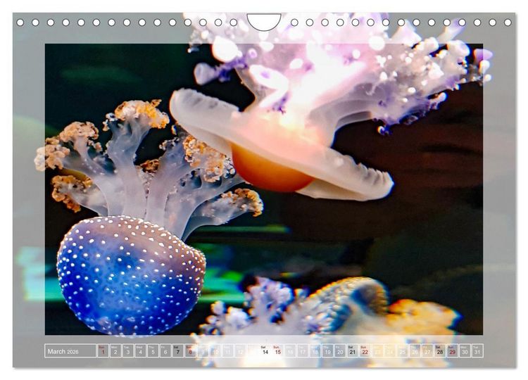 Produktbild: In the world of the medusae (Wall Calendar 2026 DIN A4 landscape), CALVENDO 12 Month Wall Calendar