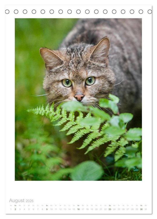 Produktbild: Wildkatzen - Kleine Samtpfoten des Waldes (Tischkalender 2026 DIN A5 hoch), CALVENDO Monatskalender