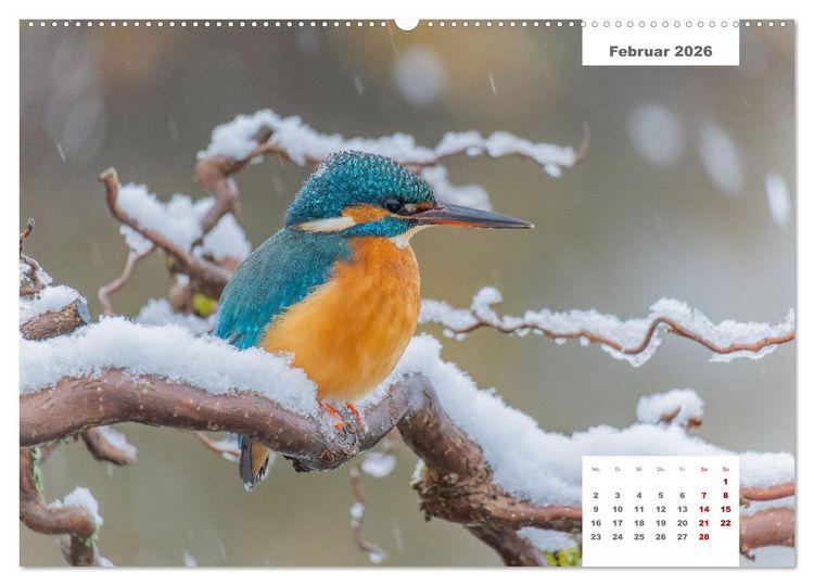 Produktbild: Zwei Tierfotografen Zw&ouml;lf Highlights (Wandkalender 2026 DIN A2 quer), CALVENDO Monatskalender