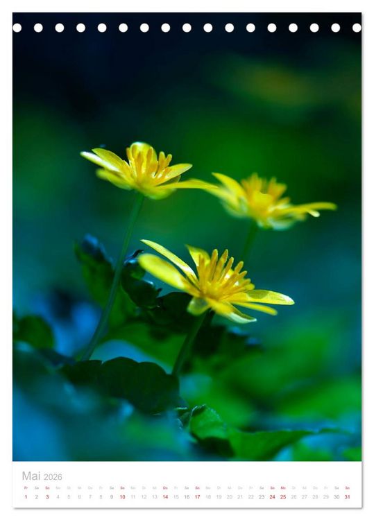Produktbild: Wiesenblumen (Tischkalender 2026 DIN A5 hoch), CALVENDO Monatskalender
