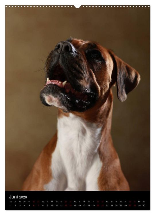 Produktbild: Boxer - Charmante Charakterk&ouml;pfe (hochwertiger Premium Wandkalender 2026 DIN A2 hoch), Kunstdruck in Hochglanz