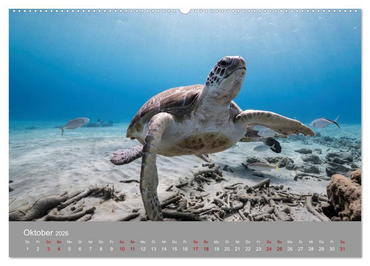 Produktbild: Karibische Meeresschildkr&ouml;ten (Wandkalender 2026 DIN A2 quer), CALVENDO Monatskalender