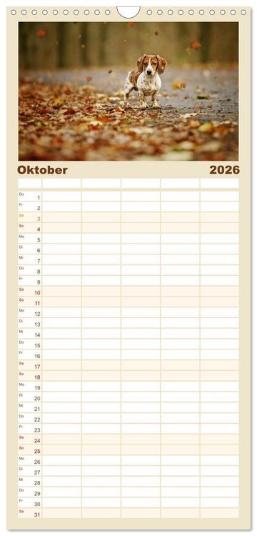Produktbild: Familienplaner 2026 - Die Dackel daggeln.... mit 5 Spalten (Wandkalender, 21 x 45 cm) CALVENDO